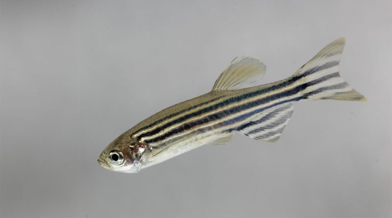 Image of a small black and white Zebra fish swimming to support acid mining drainage article