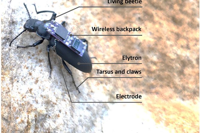 Wireless backpack mounted on a living darkling beetle